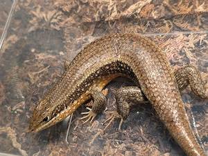 Roter Togo Skink