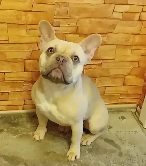 Französische Bulldogge sucht ein neues und Liebevolles Zuhause 