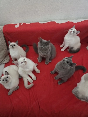 BKH BLH Kitten geimpft abgabebereit