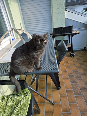 Hauskatze britische Kurzhaar
