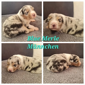 Australian Shepherd welpen Suchen ein Zuhause
