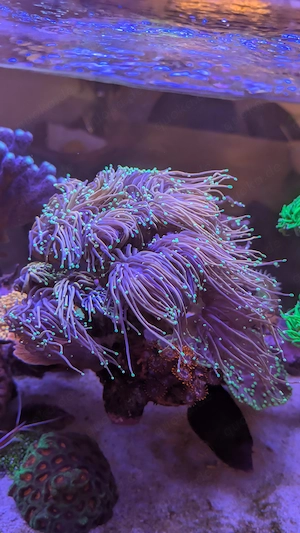 Euphyllia golden Torch Green Tips 