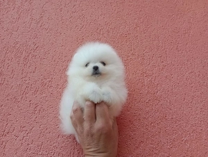 Reinrassige Pomeranian Zwergspitz Welpen (Rüden) ab sofort abzugeben