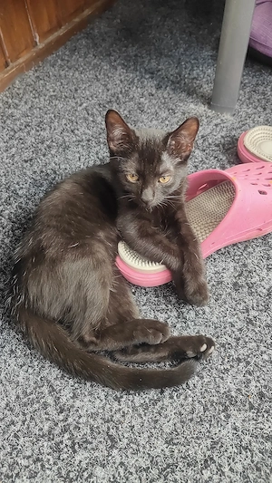 Unsere Sterni sucht ein Zuhause 