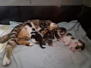 Kitties (Hauskatze)