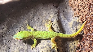 Großer Madagaskar Taggecko (Phelsuma grandis)