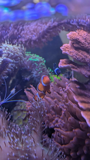 Clownfisch 2 Stück + Anemone 