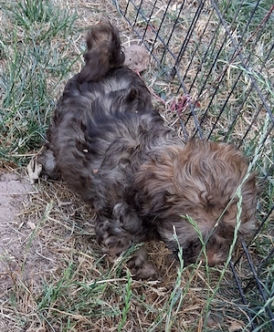 Maltipoo-Welpen ein Mädchen sucht noch ihr zuhause
