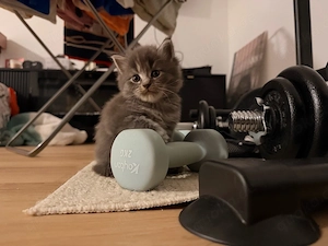 Main Coon Kitten ohne Papiere 