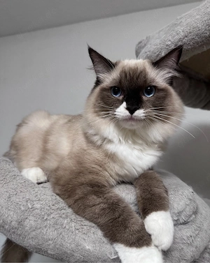 wunderschöner Ragdoll Deckkater mit Stammbaum sucht Damenbesuch