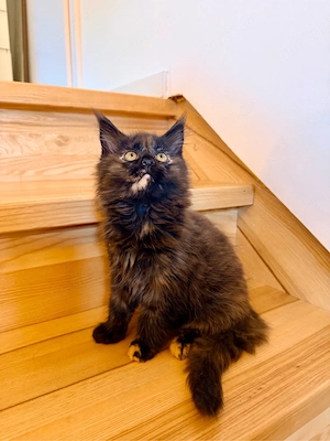 Wunderschöne Maine-Coon-Kitten suchen ihr Für-immer-Zuhause 