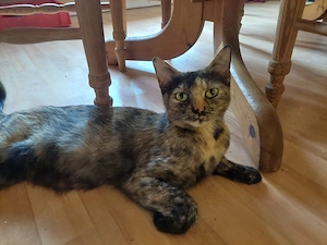 Katze weiblich 