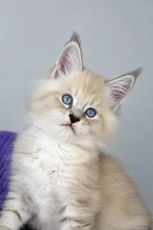 Ein süßes, 3 Monate altes Maine-Coon-Kätzchen sucht ein liebevolles Zuhause für immer.   