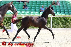 Hengst, Fohlen  , Maxim x Quaterback, Championatsfohlen, Dressurpferd 