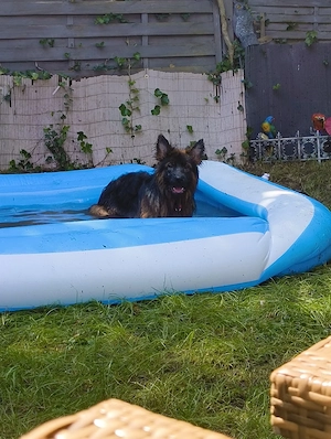 Schäferhündin dringend