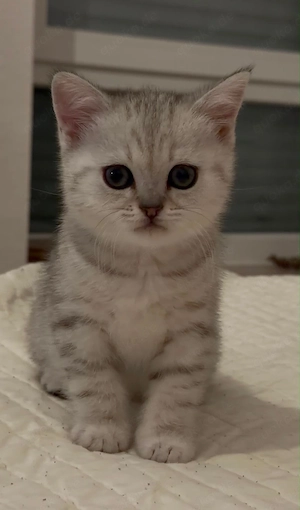 Liebevolle Britisch Kurzhaar Kitten suchen ihr Für-immer-Zuhause 