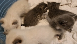 Ragdoll Mix Kitten