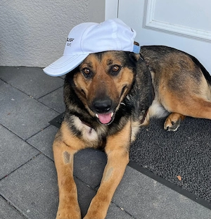 Liebevolle Schäferhündin Kira sucht ihre Familie