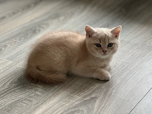 Reinrassiges BKH Kitten in liebevolle Hände abzugeben 