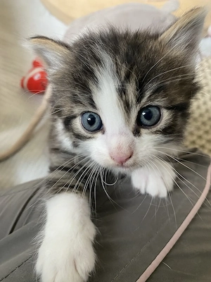 Kitten Erik und Fiete suchen gemeinsam ihr Für-immer-Zuhause