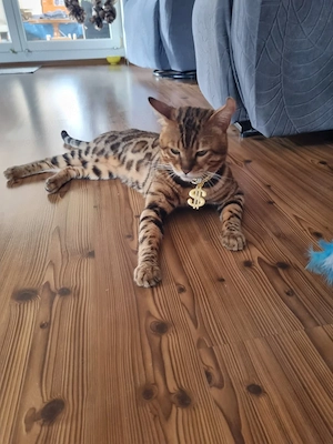 Wunderschöne Bengal Kitten mit Stammbaum Bild 8