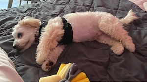 Hundewelpe rüde abzugeben 