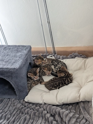 Wunderschöne Bengal Kitten mit Stammbaum