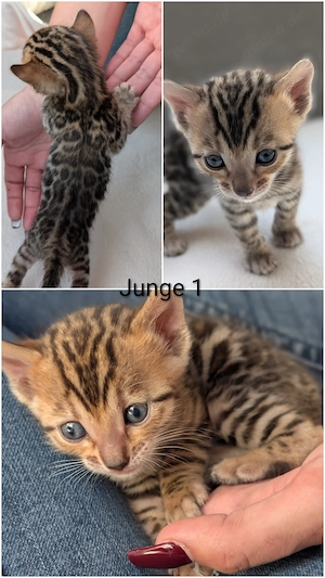 Wunderschöne Bengal Kitten mit Stammbaum