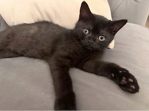 Mein wunderschöner schwarzer BKH-Kater sucht noch ein liebevolles Zuhause!   