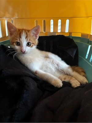 süßer Kater Findus such ein liebevolles Zuhause!     