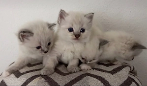 Ragdoll Kitten