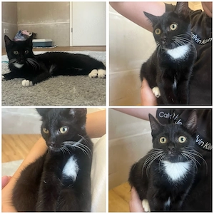 süßes Katzenmädchen sucht liebevolles zuhause