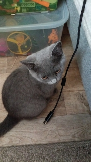 Schöne kleine Katze 