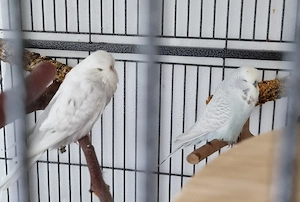 Schauwellensittich Pärchen 