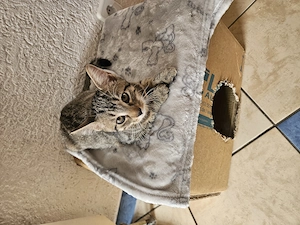 Katzen Kinder Mädchen 