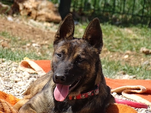 Mini Belgischer Schäferhund Mix Rüde 1j 17kg BUNDESWEIT ausreisebereit
