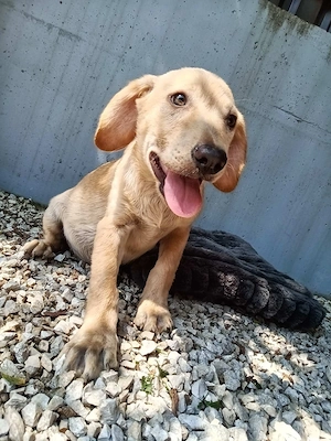 Bobby (4 Monate alt) in Bosnien sucht ein Zuhause