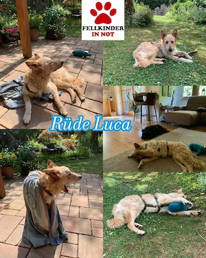 Liebenswerter kroatischer Schäferund Luca sucht sein zuhause