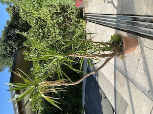Grosse Pflanzen, Palmen, Ficus   abzugeben