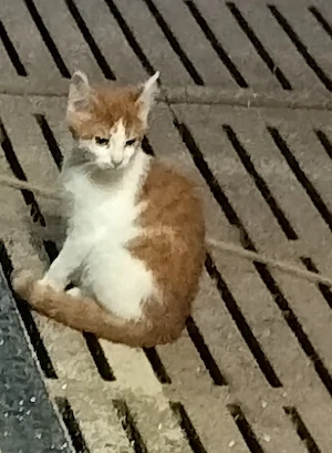 3 junge Katzen, tiger grau, tiger rot, rot-weiss