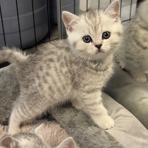 zuckersüsse Britisch kurzhaar kitten 