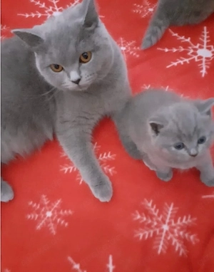 bkh kitten brittischkurzhaar kätzchen