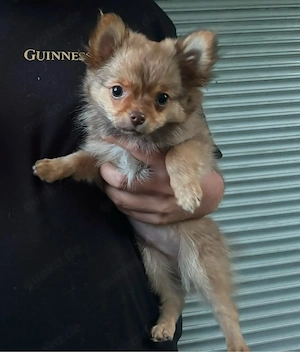 Chihuahua Welpe, Rüde, langhaar