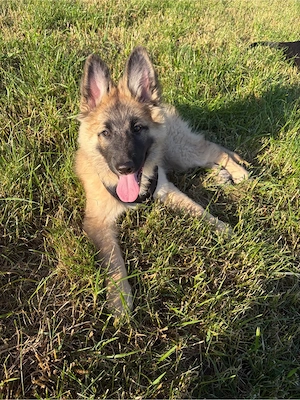 Belgischer Langhaarschäferhund