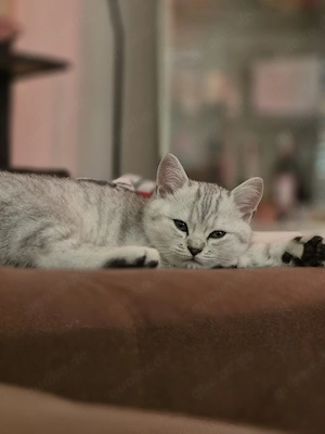 Katze Leo   