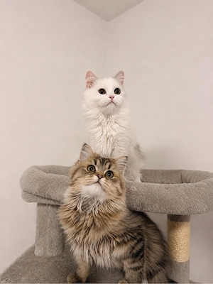 hübsche perser kitten