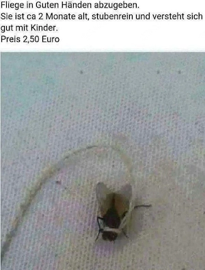 Fliege in gute Hände abzugeben 