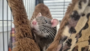 2 Ratten Mädels