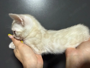 Bengal Kater Snow 