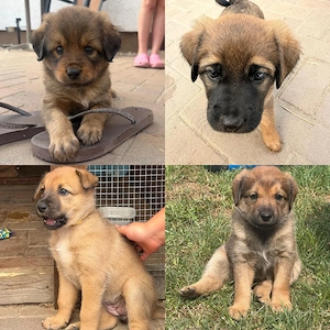 Hundewelpen 